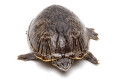 Sternotherus odoratus adult